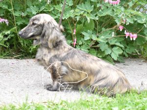 Cream store brindle dachshund