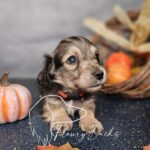 Cheddar (Little Dude)