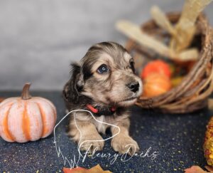 Cheddar (Little Dude)